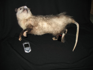 Illustration for article titled Text-O-Possum
